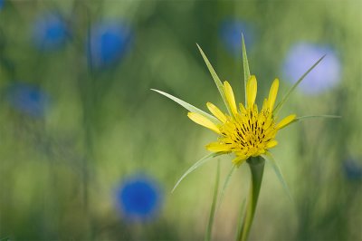 Yellow Salsify.jpg