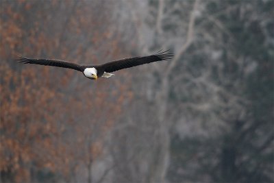 Eagle at Tuttle Creek.jpg