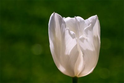 one white tulip.jpg