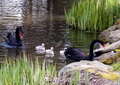 Black Swan Family Crisis