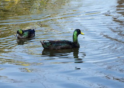 Black Indian Runner Duck Pair