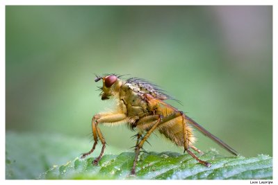 Mosca stercoraria