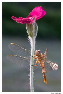 Libellula