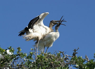 Woodstorks