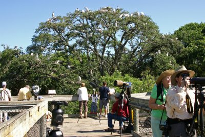 People at rookery
