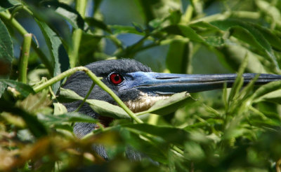 Blue heron on nest