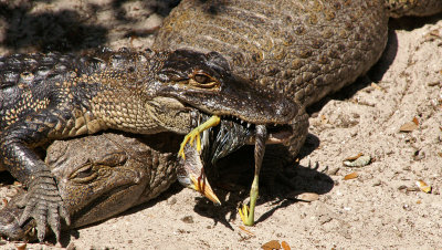 Alligator with green heron