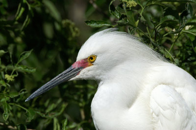 Egret