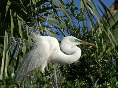 Egret still in mating plumage