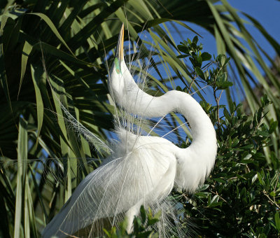 Egret