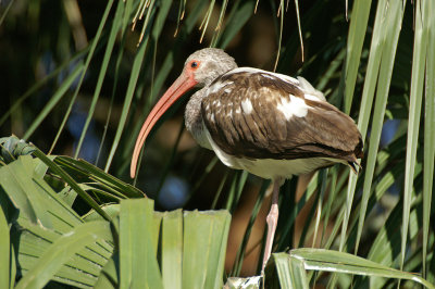 Immature Ibis
