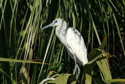 Immature blue heron - they are white