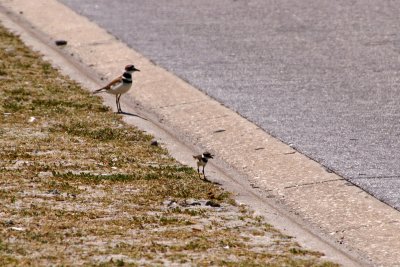 Killdeer and baby crossing the road!
