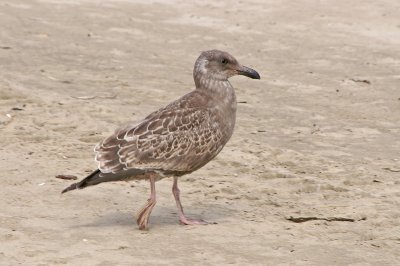 Gull