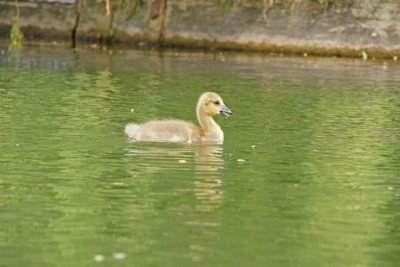 Gosling