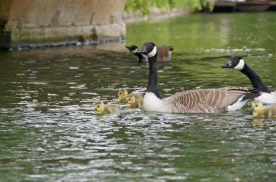 Geese and babies