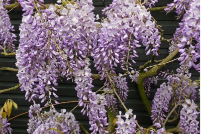 Wisteria