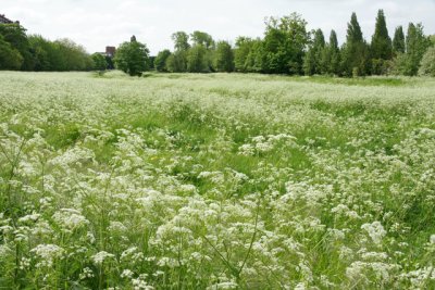 Meadow near the hotel