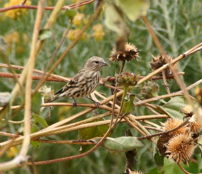 Pine Siskins