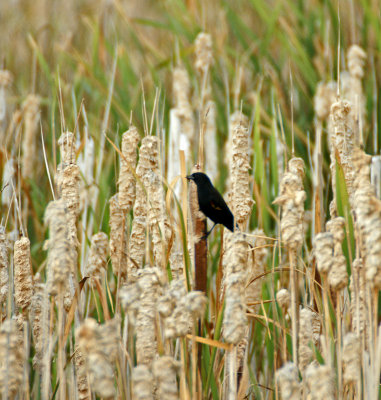 Rewinged black bird