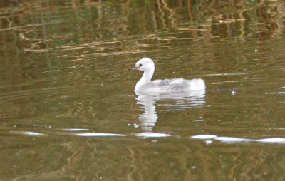 Baby Grebe