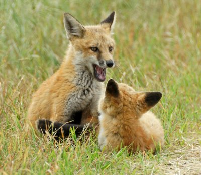 Pair of fox cubs