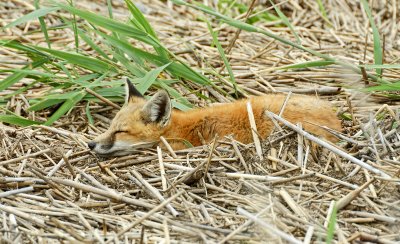 Fox cub sleeping - no parents around fortunately!