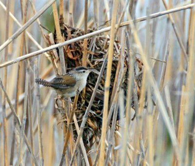 Marsh Wren at nest