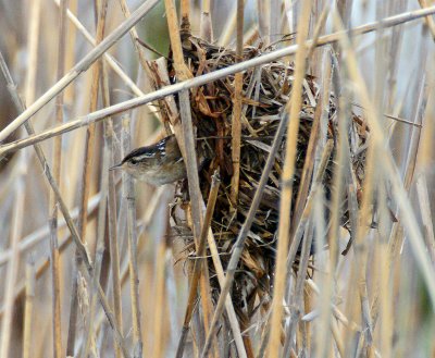 Marsh Wren coming out of nest