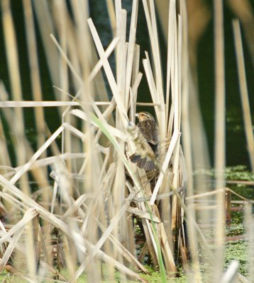 Female red winged black bird in nest