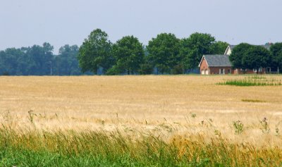 Wheat farm in the area
