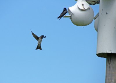 Purple Martin