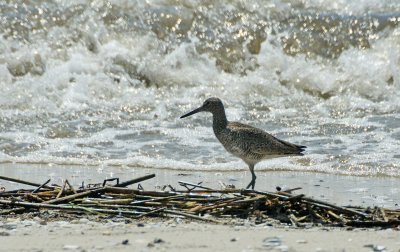 Willet