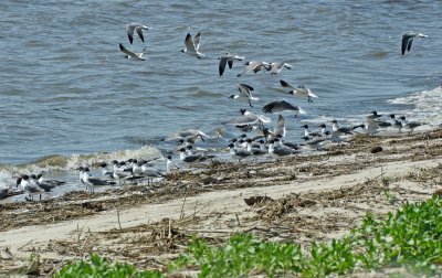 Bonaparte Gulls