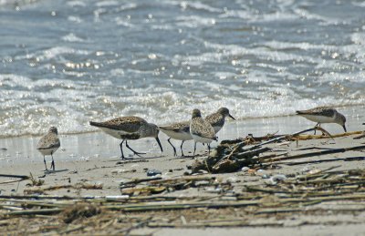 Dunlin with dark belly + semipalmated sandpipers