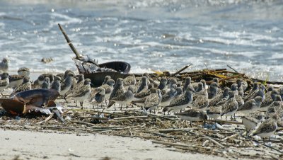 Semipalmated Sandpipers & Horseshoe crab