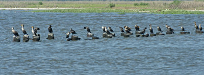 Cormorants