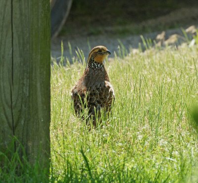 Female Northern Bobwhite