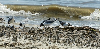 Bonaparte or laughing  Gulls & Semipalms eating the eggs.
