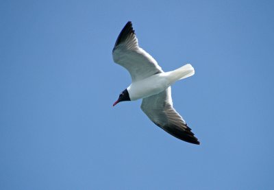 Laughing Gull