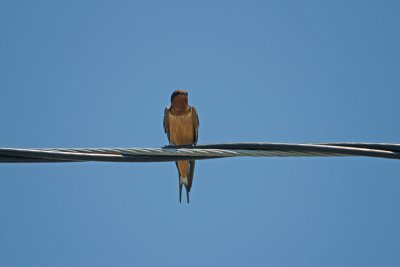 BarnSwallow