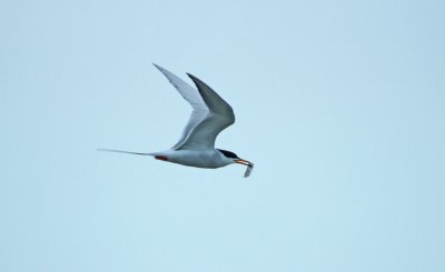 g3/76/97376/3/120432307.owWVpPS6.jpg