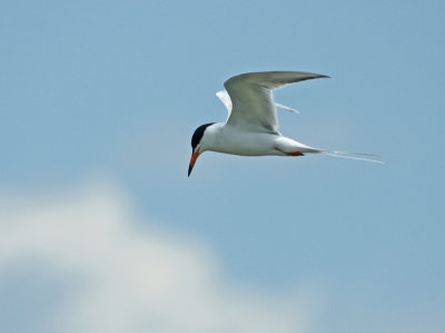 g3/76/97376/3/120432310.ZR1CXAAt.jpg