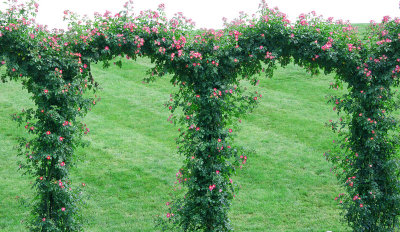 Rose Trellis