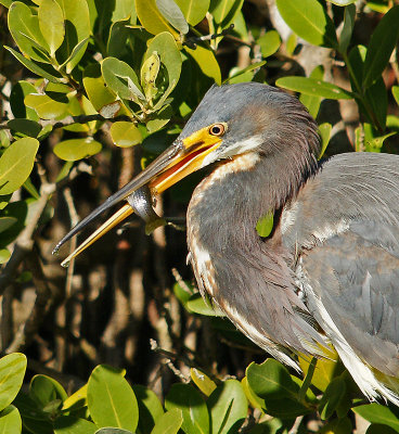 Tricolored Heron with fish