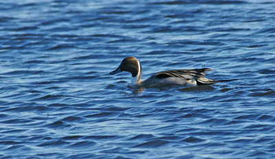 Pintail Duck