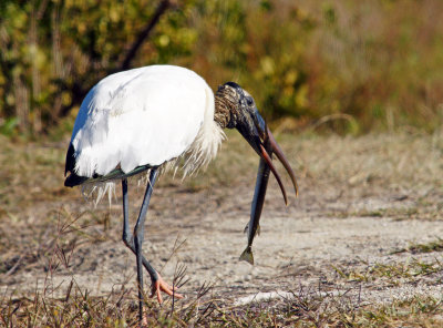 Woodstork with fish