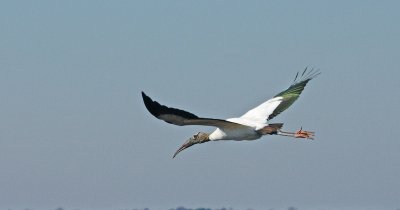 Woodstork in flight