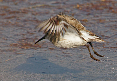 Shore bird taking off