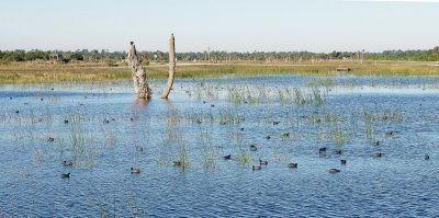 Viera Wetlands